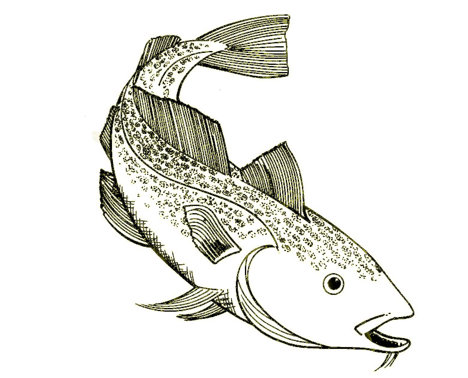 drawing of a cod